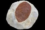Red-Brown Fossil Leaf (unidentified species) - Montana #76931-1